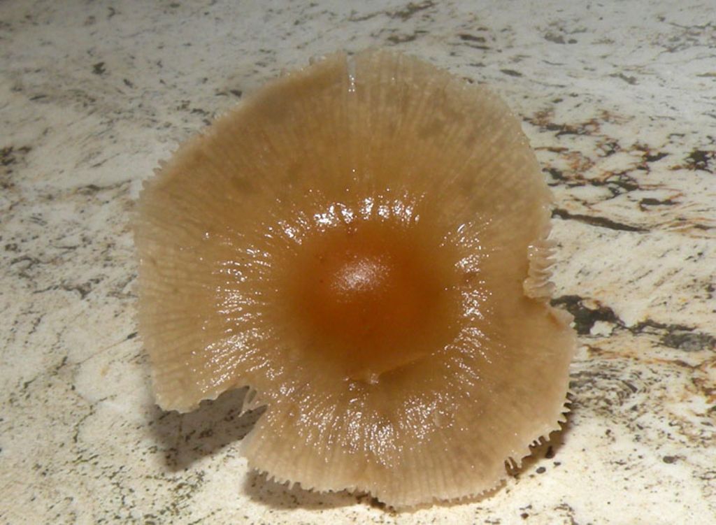 Inocybe (forse) con micro